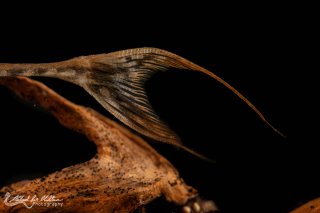 Sturisoma rostratum