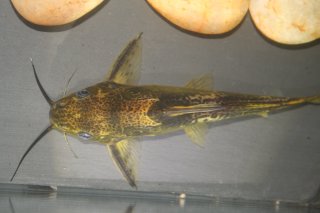 Synodontis afrofischeri