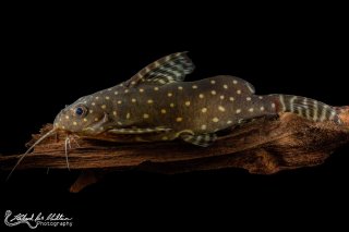 Synodontis angelicus