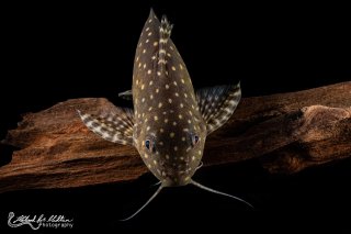 Synodontis angelicus