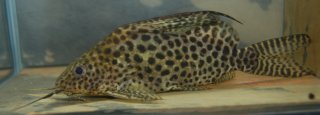 Synodontis ansorgii