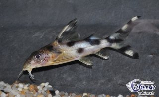 Synodontis decorus