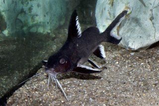 Synodontis granulosus