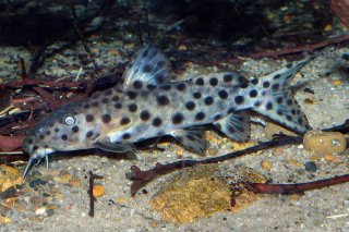 Synodontis longirostris