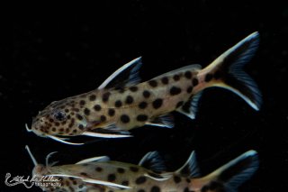 Synodontis lucipinnis