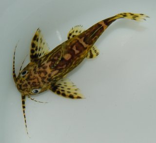 Synodontis nigriventris