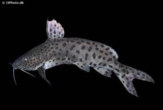 Synodontis njassae