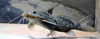 Synodontis ocellifer