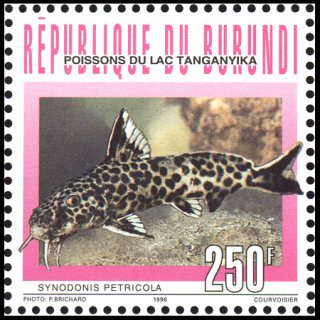 Synodontis petricola