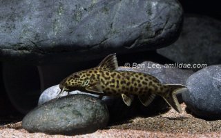 Synodontis polli