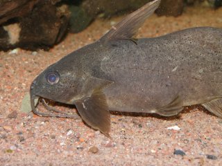 Synodontis punctifer