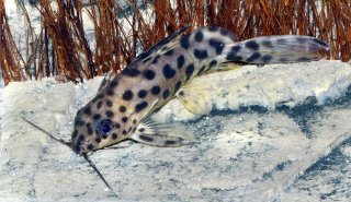 Synodontis sp. hybrid(4)