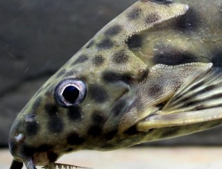 Synodontis velifer