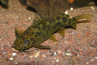 Common member of the genus Synodontis