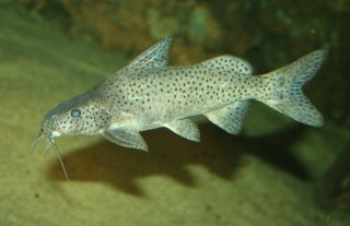 Synodontis zambezensis