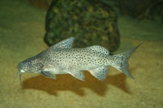 Synodontis zambezensis