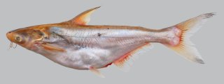 Pangasius bocourti