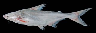 Pangasius conchophilus