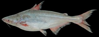 Pangasius conchophilus