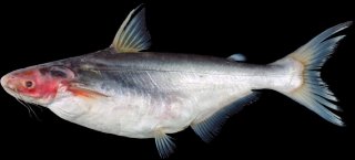Pangasius krempfi : une espèce euryhaline de poisson-chat du Mékong