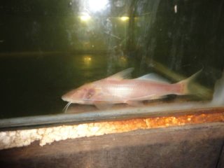 Aguarunichthys torosus