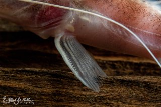 Brachyplatystoma tigrinum