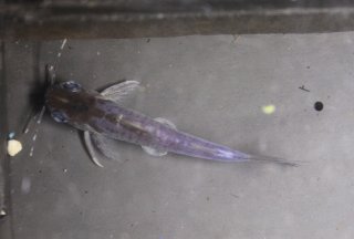 Parapimelodus sp. `MANAUS`