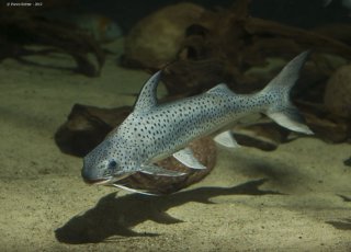 Common member of the genus Platynematichthys