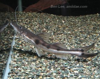 Platystomatichthys sturio