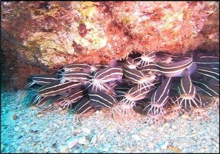 Plotosus lineatus