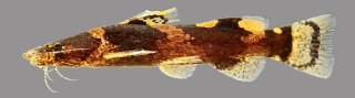 Microglanis lucenai