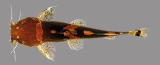 Microglanis lucenai