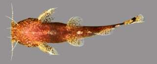 Microglanis lucenai