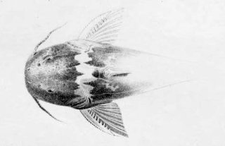 Microglanis parahybae