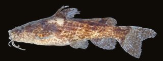 Microglanis reikoae