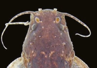 Microglanis reikoae