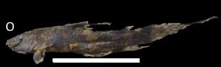 Microglanis sp. `RIO BIATA`