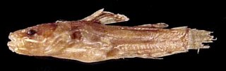 Microglanis zonatus