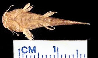 Microglanis zonatus