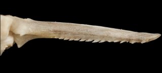 Pseudopimelodus atricaudus