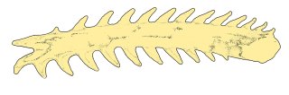 Rhyacoglanis beninei
