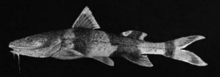 Rhyacoglanis variolosus