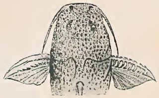 Rhyacoglanis variolosus