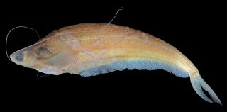 Kryptopterus baramensis