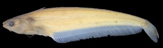 Ompok platyrhynchus