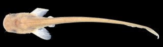 Ompok platyrhynchus