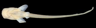Ompok platyrhynchus