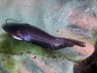 Ompok supernus