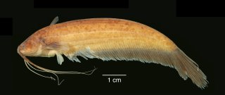 Silurichthys indragiriensis