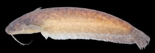 Silurichthys marmoratus